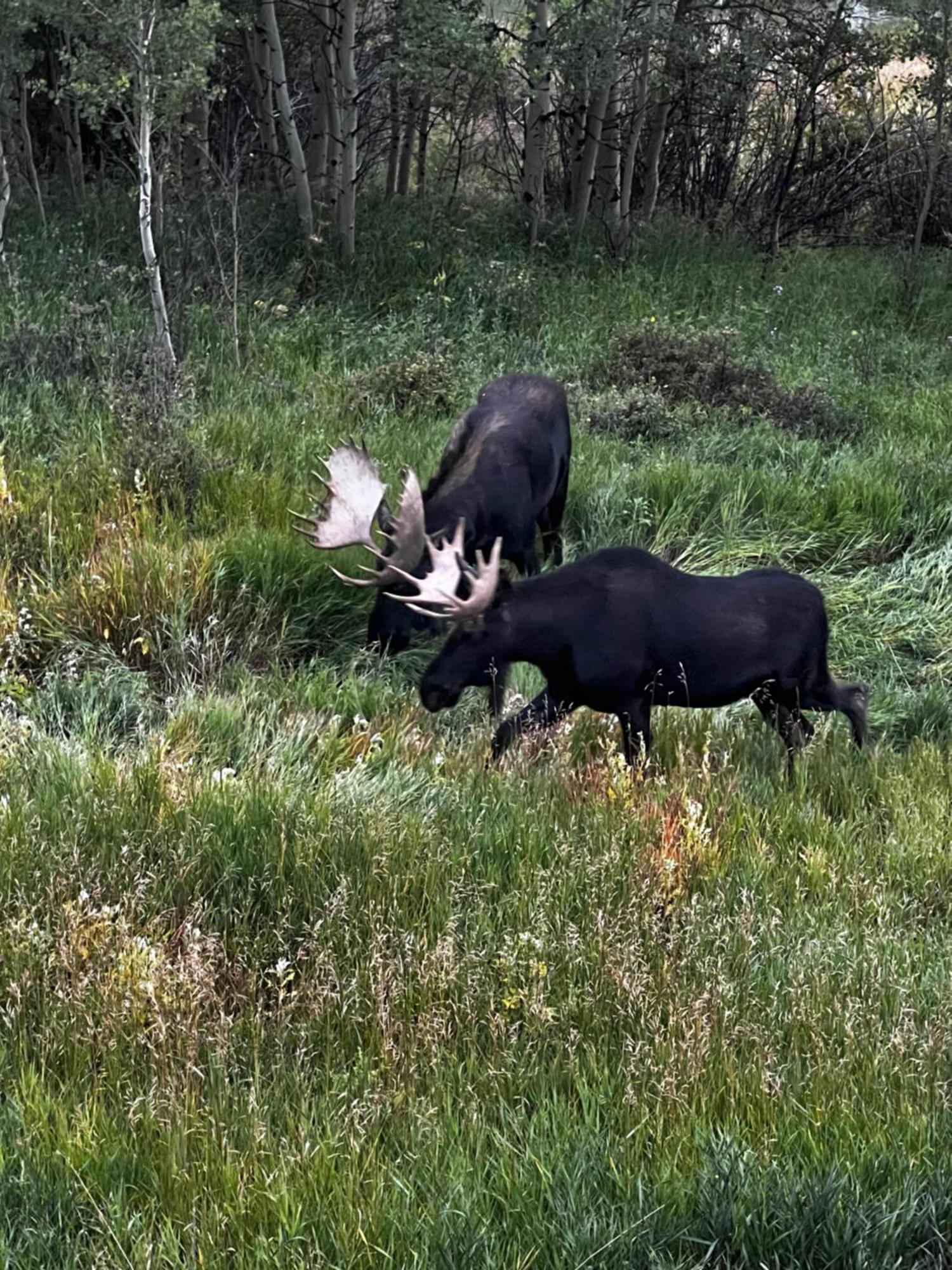 Meandering Moose Apartment Vacation Rental Black Hawk Exterior foto