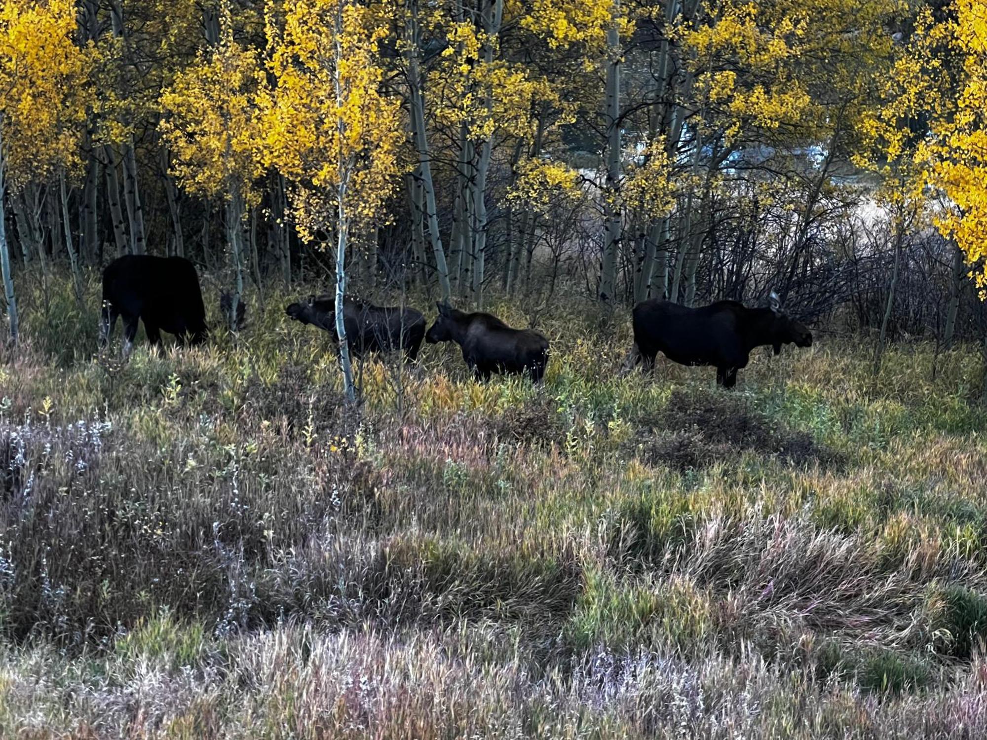 Meandering Moose Apartment Vacation Rental Black Hawk Exterior foto