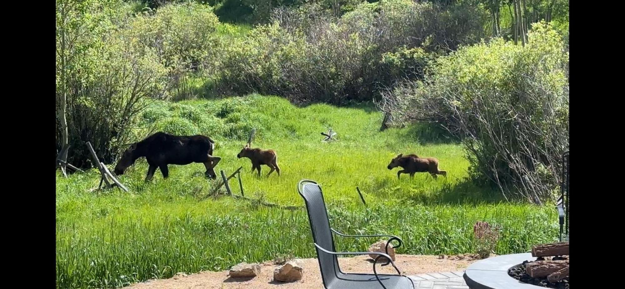 Meandering Moose Apartment Vacation Rental Black Hawk Exterior foto